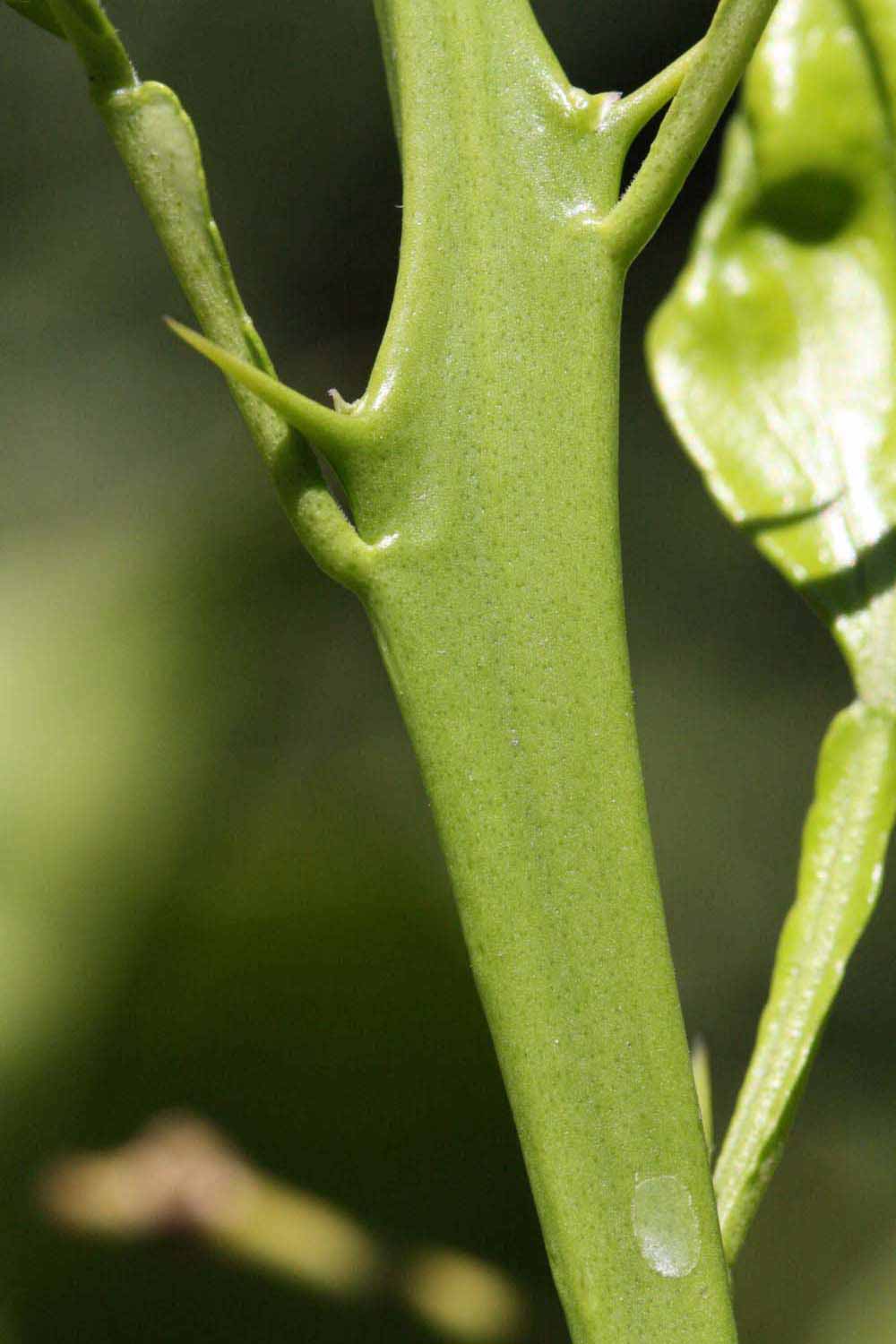            First year twig (Riverside, CA)   